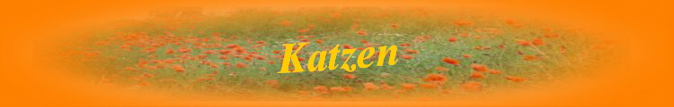 Katzen
